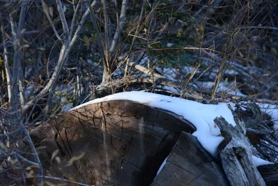 DSC_5206 (Large).JPG